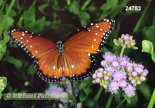 Queen Butterfly (Danaus gilippus)